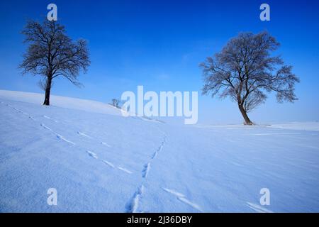 Winterlandschaft. Zwei Einzelbäume in winterverschneiter Landschaft mit blauem Himmel. Einsame Bäume auf der Schneewiese. Winterszene mit Fußpfad. Schneebedeckter Hügel w Stockfoto