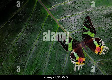 Chrysiridia rhipheus, madagassischer Sonnenuntergangsmotte, schöner grüner und schwarzer Schmetterling auf grünen Blättern, endemisch in Madagaskar. Tropisches Insekt im Stockfoto