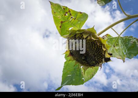 Herabhängende tote Sonnenblumen aus nächster Nähe mit trocknenden Blättern und abgetropften Blütenblättern. Stockfoto