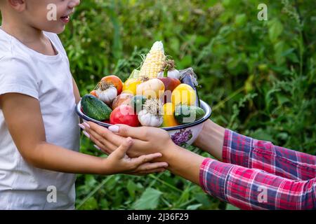 Kind im Garten mit Gemüse in seinen Händen. Selektive konzentrieren. Natur. Stockfoto