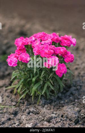 Rosa Mini Nelke blüht im Sommer im Garten Stockfoto