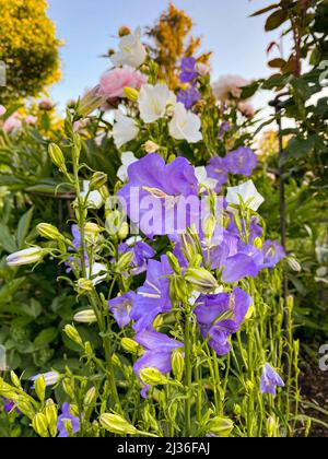 Prächtig blühende weiße und violette Bluebells Stockfoto