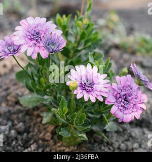 Dimorphotheca ecklonis oder Osteospermum oder Lilac African Daisy in voller Blüte Stockfoto