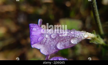 Wassertröpfchen auf wunderschönen lila Blume seine eine einheimische Blume des himalaya indien und sein gemeinsamer Name ist zwei Kegelblütenstrobilanthes capitat Stockfoto