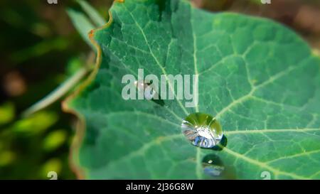 Transparenter Wassertropfen auf großes grünes Blatt Stockfoto