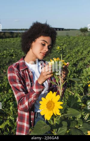 afroamerikanische Frau im karierten Hemd, die Sonnenblumen auf dem Ackerland betrachtet Stockfoto