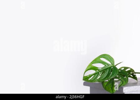 Monstera-Affenmaske oder Obliqua- oder Adansonii-Blätter. Home Pflanzen im weißen Topf. Minimalismus und konzept im scandi-Stil, urbaner Dschungel und Gartenzimmer. Whit Stockfoto