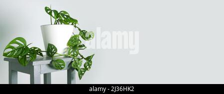 Monstera-Affenmaske oder Obliqua- oder Adansonii-Blätter. Home Pflanzen im weißen Topf. Minimalismus und konzept im scandi-Stil, urbaner Dschungel und Gartenzimmer. Whit Stockfoto