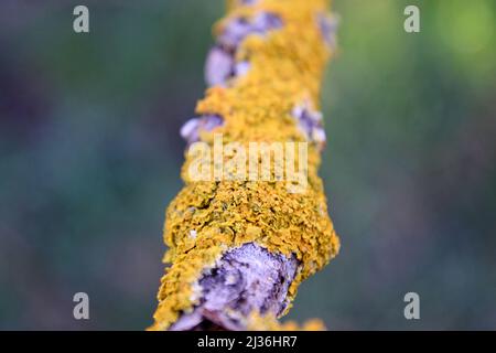 Schönes Makrofoto von Flechten auf einem Baumzweig Flechten ist ein zusammengesetzter Organismus, der aus Algen oder Cyanobakterien entsteht Stockfoto