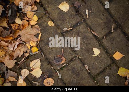 Herbstliche Blätter auf dem Bürgersteig. Natürlicher Hintergrund von herbstlichen Herbstblättern auf dem Bürgersteig. Außenansicht von oben Stockfoto