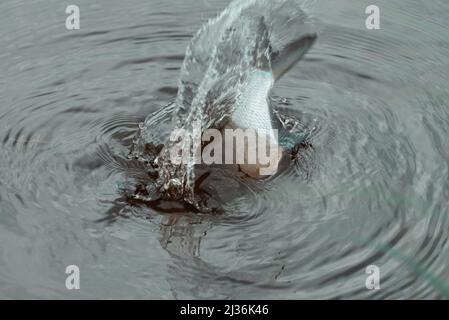 Fische schlagen Wasser mit Schwanz. Brassen treffen während der Laichzeit auf die Wasseroberfläche mit Schwanzflosse. Stockfoto