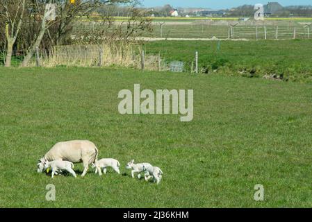 Texel, Niederlande, März 2022. Schafe mit neugeborenen Lämmern auf der Wiese. . Hochwertige Fotos Stockfoto