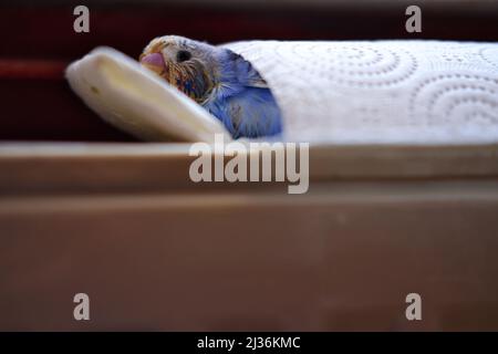 Kranke kleine blaue Liebesvögel, mit Pilzinfektion. Legen Sie sich auf ein Papiertuch Stockfoto