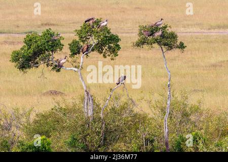 Herde mit Geiern, die in einem Baum in der Masai mara National Reservierung sitzen Stockfoto