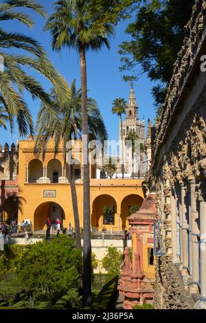 Die Giralda aus dem Garten des Palastes Real Alcazar, Sevilla, Andalusien, Spanien Stockfoto