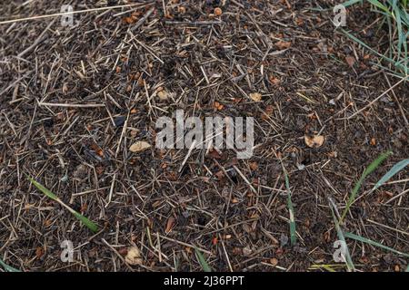 Anthill Aus Holz. Nahaufnahme der Armee von roten Ameisen, die im Nest kriechen, aus Ästen, Samen und Stroh Stockfoto