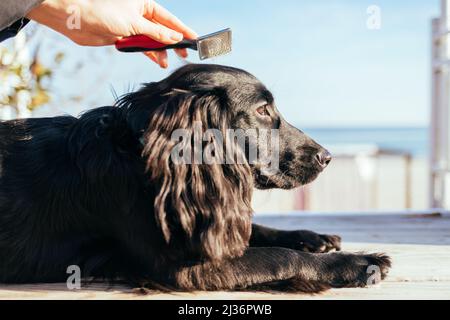 Junge Frau kämmt ihren Hund mit Haarbürste im Freien, Nahaufnahme Stockfoto