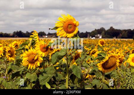 Nahaufnahme eines Sonnenblumenfeldes in Worth, Kent Stockfoto