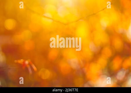 Blur rote Blätter Herbstbaum warmen Ton Garten für natürliche Hintergrund. Stockfoto