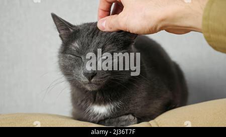 Der Mann streichelt zu Hause eine schwarze Hauskatze auf einem Stuhl Stockfoto
