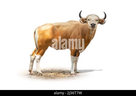 Banteng oder Tembadau Rotkuh seltene Art im Zoo isoliert auf weißem Hintergrund mit Clipping-Pfad. Stockfoto