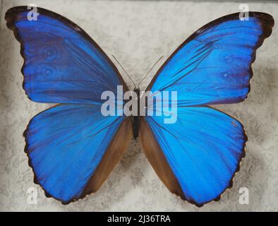 Schmetterling Morpho didius. Schmetterlingsarten der Gattung Morpho Familie Nymphalidae. Der Schmetterling wird in den Regenwäldern von gefunden Stockfoto