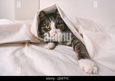 Lustige, verspielte Katze mit Tabby unter weißem Laken im Bett Stockfoto