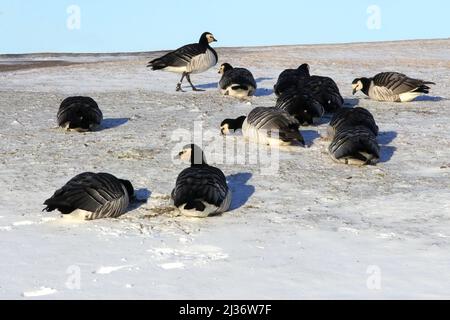 Helsinki, Finnland. 6. April 2022. Wandergänse, branta leucopsis, die im April 2022 im Park in Helsinki, Finnland, im verschneiten Gras auf der Nahrungssuche waren, als der Winter mit Schneefall ins ganze Land zurückkehrte. Die Vögel sitzen im Schnee, um sich warm zu halten. Stockfoto