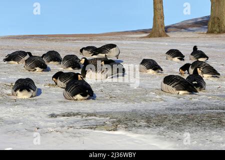 Helsinki, Finnland. 6. April 2022. Wandergänse, branta leucopsis, die im April 2022 im Park in Helsinki, Finnland, im verschneiten Gras auf der Nahrungssuche waren, als der Winter mit Schneefall ins ganze Land zurückkehrte. Die Vögel sitzen im Schnee, um sich warm zu halten. Stockfoto