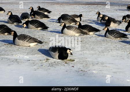 Helsinki, Finnland. 6. April 2022. Wandergänse, branta leucopsis, die im April 2022 im Park in Helsinki, Finnland, im verschneiten Gras auf der Nahrungssuche waren, als der Winter mit Schneefall ins ganze Land zurückkehrte. Die Vögel sitzen im Schnee, um sich warm zu halten. Stockfoto