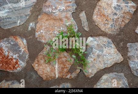 Das Konzept des Lebens geht weiter. Auch in den schwierigsten Zeiten. Pflanze, die aus einer Steinmauer wächst. Stockfoto