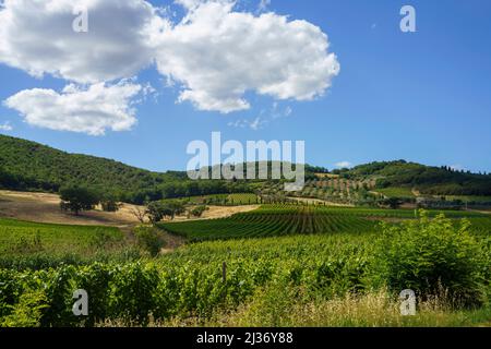 Ländliche Landschaft in der Nähe von Montalcino, Provinz Siena, Toskana, Italien, im Sommer. Weinberge Stockfoto