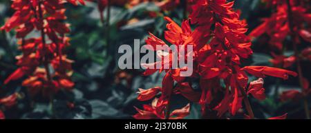 BANNER Real Abstract Natur Foto Hintergrund. ROTE Salvia splendens krautige Staude. Makro schließen Bedding Kanten Blume Pflanze. Blütenstand Blütenblatt Stockfoto