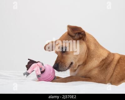 Nahaufnahme einer Mischlingshündin, die auf einem weißen Bett liegt, mit einem süßen Gesichtsausdruck, der ein rosa Kauspielzeug mit einem gebundenen Knoten anschaut und riecht Stockfoto