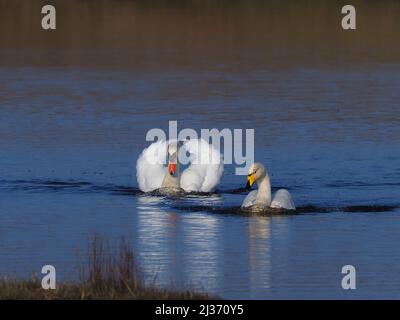 Im Frühjahr wird der dominante männliche Stumme Schwan immer aggressiver, wenn alle anderen außerhalb seines Territoriums aktiv nach Eindringlingen suchen. Stockfoto