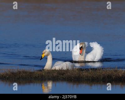 Im Frühjahr wird der dominante männliche Stumme Schwan immer aggressiver, wenn alle anderen außerhalb seines Territoriums aktiv nach Eindringlingen suchen. Stockfoto