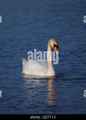 Im Frühjahr wird der dominante männliche Stumme Schwan immer aggressiver, wenn alle anderen außerhalb seines Territoriums aktiv nach Eindringlingen suchen. Stockfoto