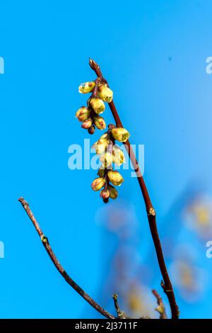 Stachyurus praecox eine im Frühling blühende große Strauchpflanze mit einer gelben, hängenden Racemes-Winterblüte, die allgemein als früher Stachyurus, st Stockfoto