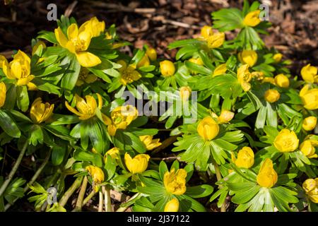 Eranthis hyemalis eine im späten Winter blühende Pflanze mit einer gelben Winterblüte, die allgemein als Winterakonit bekannt ist, Stock-Foto-Bild Stockfoto