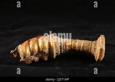 Vergoldeter Dolchgriff im arabischen Stil, unbewässert von einem Schiffswrack aus dem 9..-10.. Jahrhundert in Cirebon, das 2003 in der Java-See nördlich von Cirebon, West-Java, Indonesien, gefunden wurde. Fotografiert am Direktorat für Unterwasserarchäologie, Indonesiens Ministerium für Kultur und Tourismus in Jakarta, Indonesien. Stockfoto