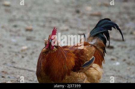 Crazy Chicken Rooster auf einem Schlammfeld. Stockfoto