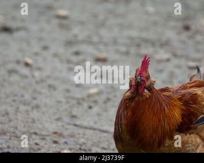 Crazy Chicken Rooster auf einem Schlammfeld. Stockfoto