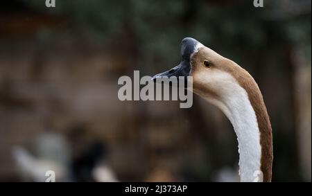 Nahaufnahme eines Schwarzhorngäns. Stockfoto