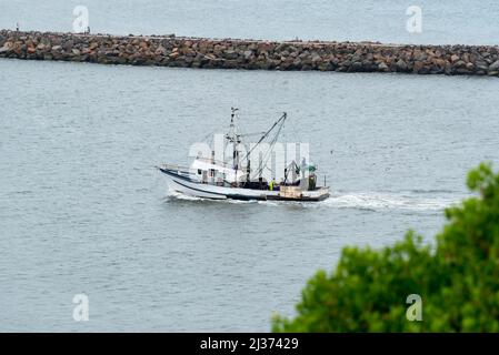 Männer stehen Mittelschiffe auf einem Fischtrawler, der Fische putzt, dicht gefolgt von Seevögeln, als das Boot in Newcastle Harbour in New South Wales, Australien, einfährt Stockfoto