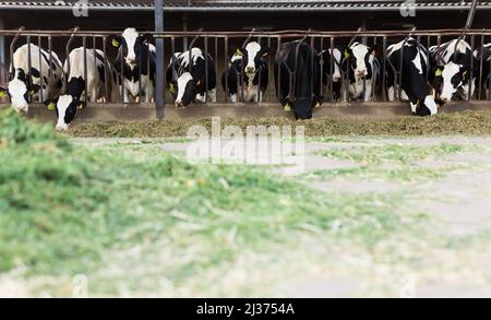 Schwarze und weiße Kühe kauen Gras im Stall auf dem Bauernhof Stockfoto