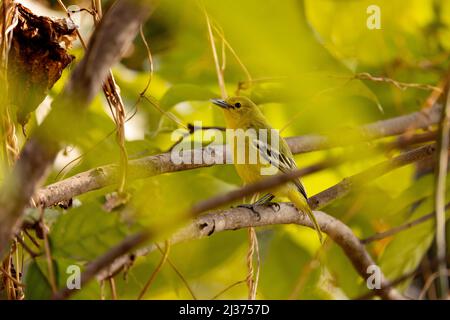 Gewöhnlicher IORA, Aegithina tiphia, Uttarakhand, Indien Stockfoto