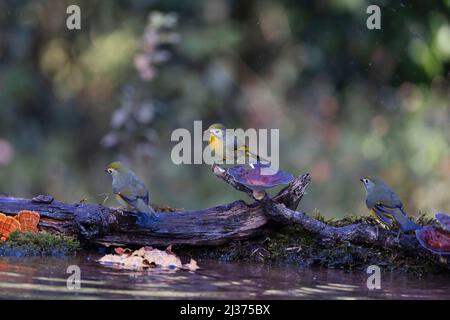 Rote Fagelschnecke Leiothrix, Leiothrix lutea, Uttarakhand, Indien Stockfoto