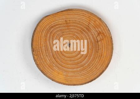 Baumstumpf, geschnittener Baum, isoliert auf weißem Hintergrund, halbgeschnittener Holzstumpf, Holzfrontsicht Stockfoto