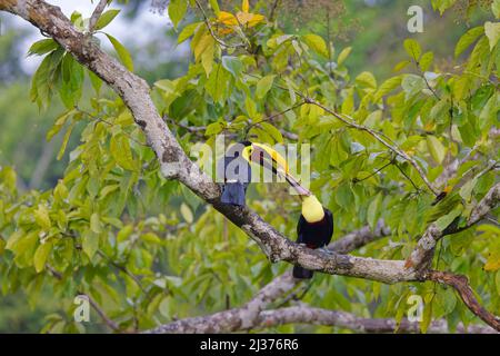 Chestnut Mandibled Toucan - Food Pass Ramphastos ambiguus swainsonii Boco Tapada, Costa Rica BI034544 Stockfoto