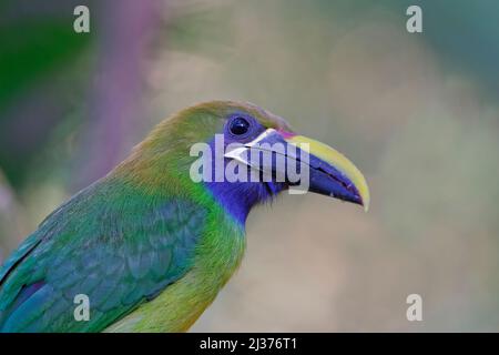 Smaragd-Tukanet Aulacorhynchus prasinus Sarapiqui, Costa Rica BI034551 Stockfoto